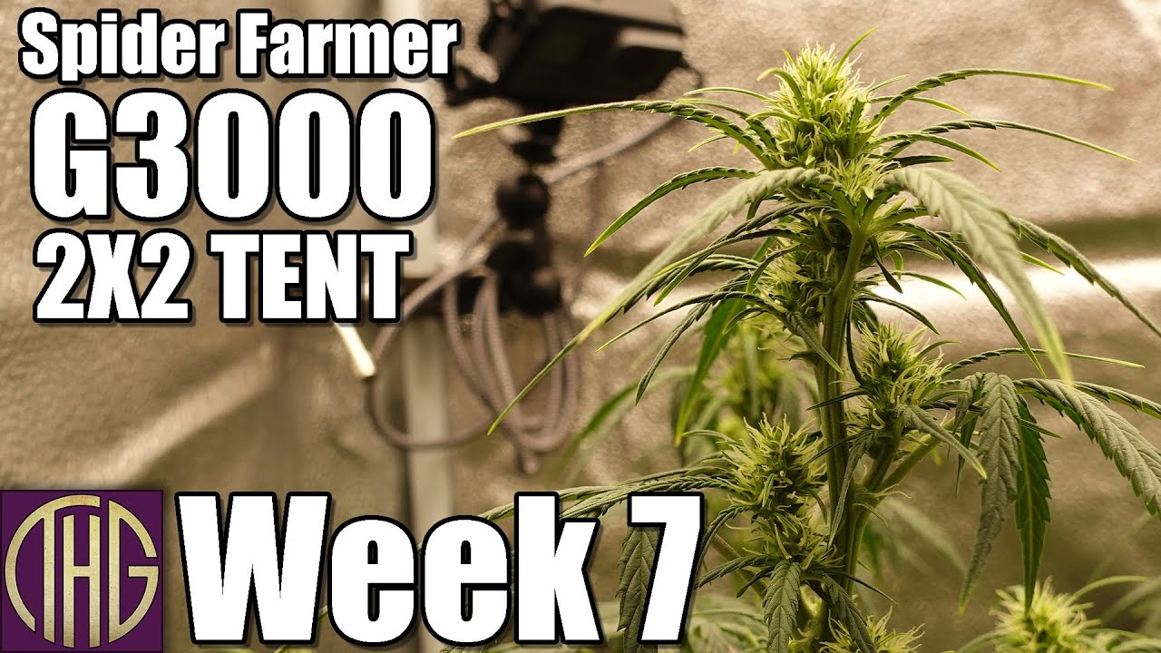 Flowers Starting To Bulk Up!! 2023 Spider Farmer G3000 Grow Week 7