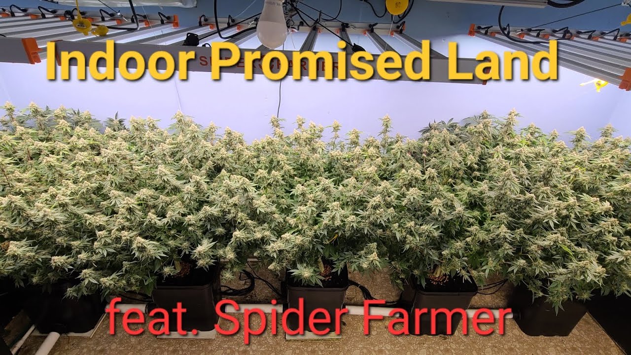 G8600 - I grew The !!!Biggest Plants!!! @Indoor Promised Land With Spider Farmer's NEW G860w